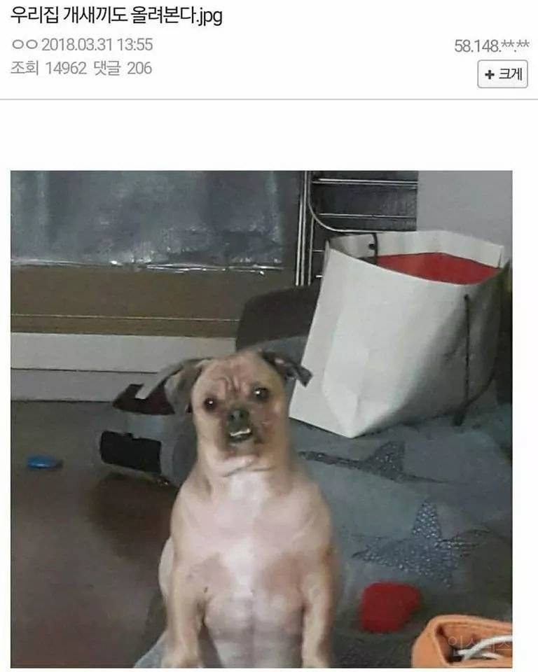 천하제일 강아지 자랑대회.jpg | 인스티즈