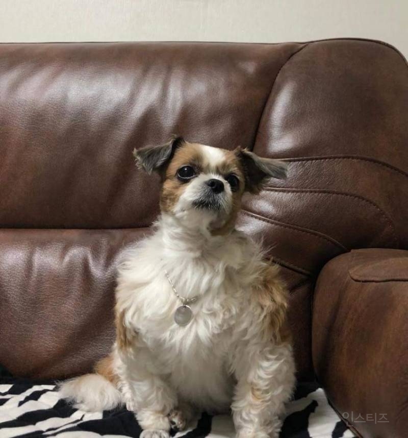 천하제일 강아지 자랑대회.jpg | 인스티즈