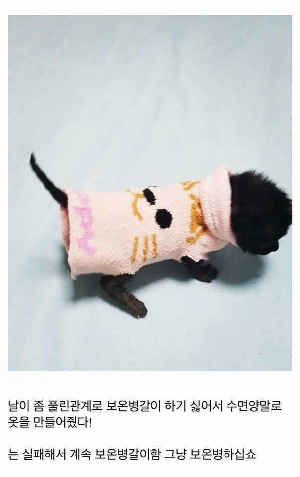 고양이를 만드는 디씨인.jpg | 인스티즈