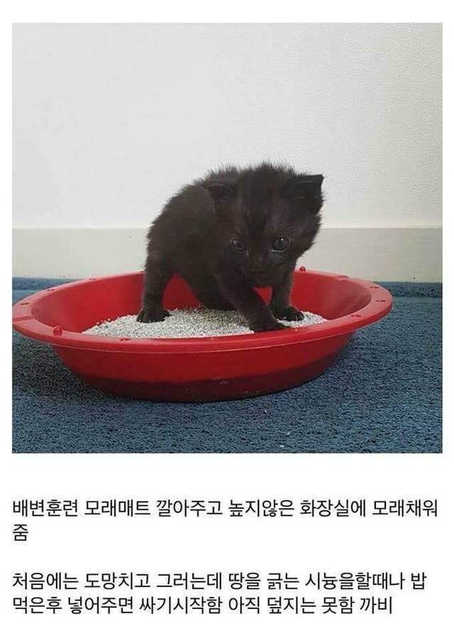 고양이를 만드는 디씨인.jpg | 인스티즈
