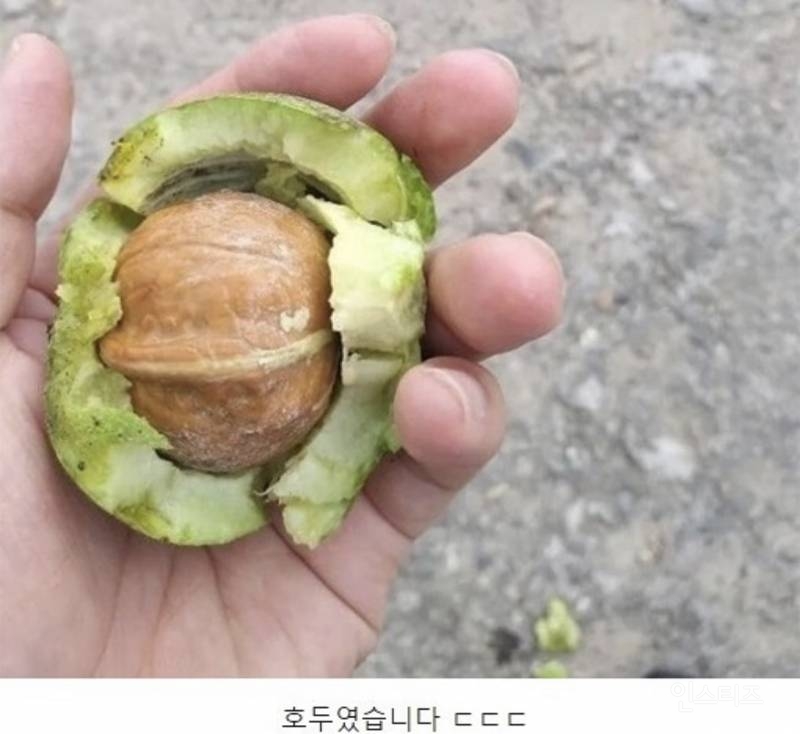 90%는 모르는 과일 | 인스티즈