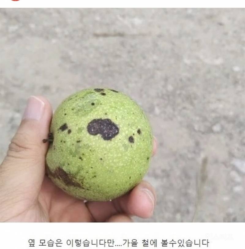 90%는 모르는 과일 | 인스티즈