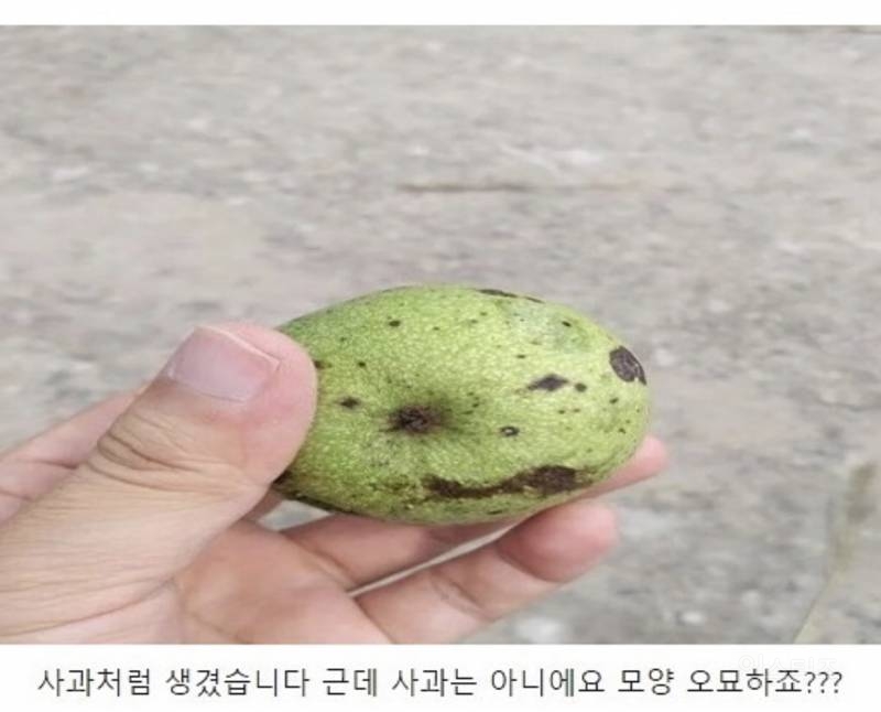 90%는 모르는 과일 | 인스티즈