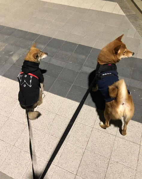 뉴이스트 아론 반려견 꽃순이 키우게 된 계기 이거임 | 인스티즈