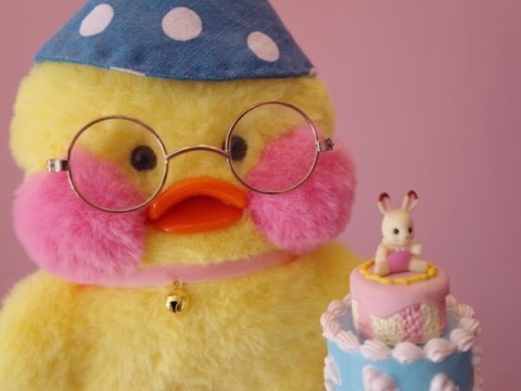 하성운 닮은꼴 ㅂㅂㅂㄱ | 인스티즈