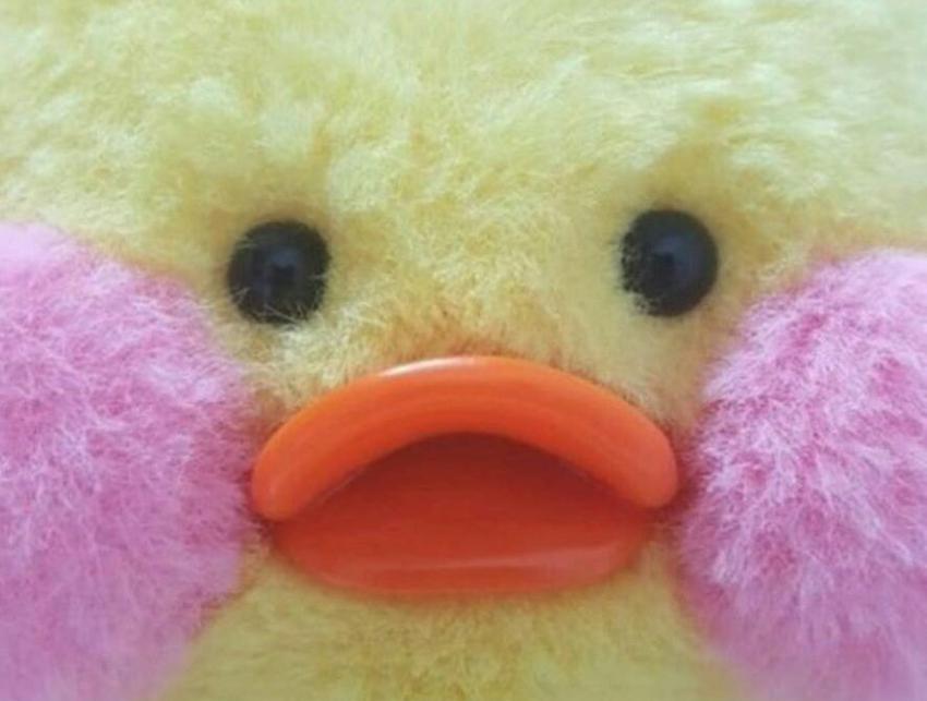 하성운 닮은꼴 ㅂㅂㅂㄱ | 인스티즈