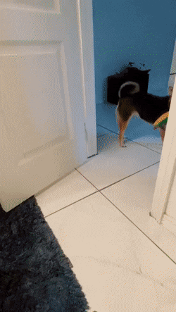 무조건 힐링되는 댕냥이짤털 | 인스티즈