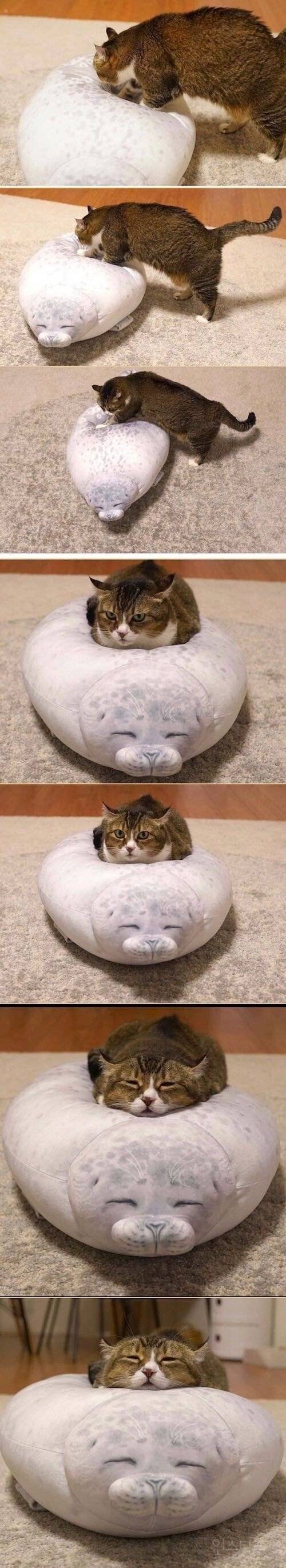 무조건 힐링되는 댕냥이짤털 | 인스티즈