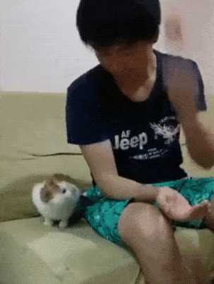 무조건 힐링되는 댕냥이짤털 | 인스티즈