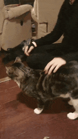 무조건 힐링되는 댕냥이짤털 | 인스티즈