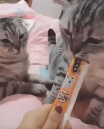 무조건 힐링되는 댕냥이짤털 | 인스티즈