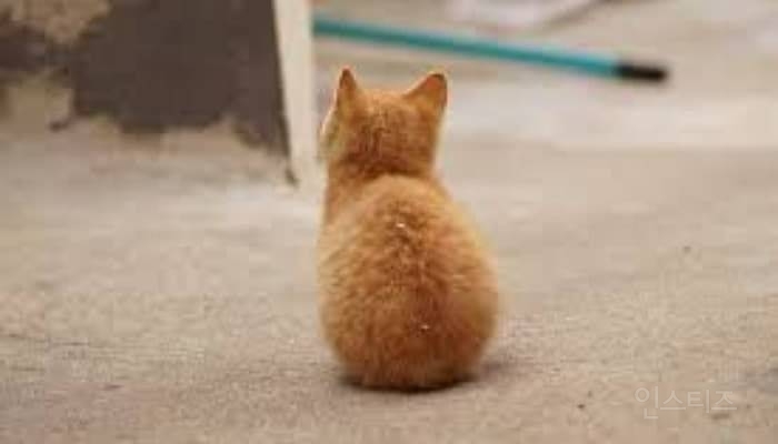 무조건 힐링되는 댕냥이짤털 | 인스티즈