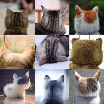 무조건 힐링되는 댕냥이짤털 | 인스티즈