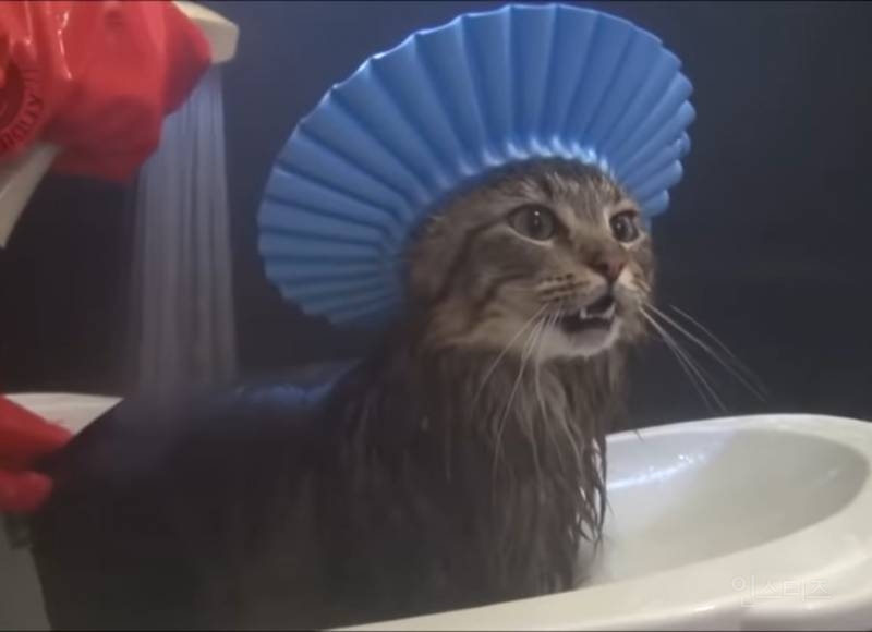 무조건 힐링되는 댕냥이짤털 | 인스티즈