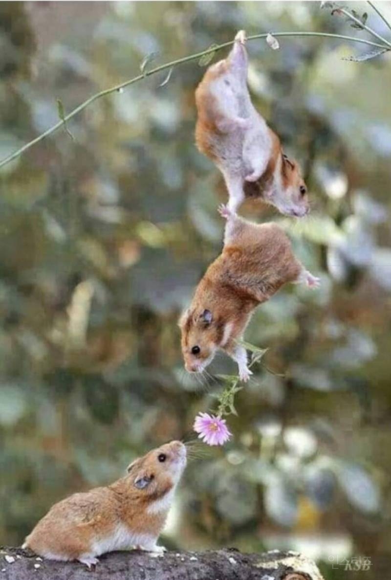 무조건 힐링되는 댕냥이짤털 | 인스티즈