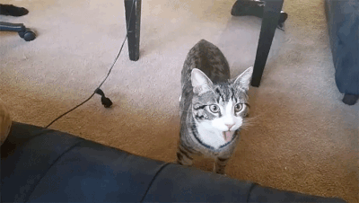 고양이가 주변환경의 학습을 통해 배운다는 증거😸 | 인스티즈