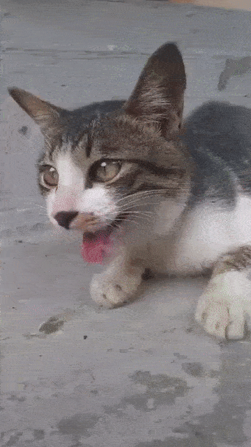 고양이가 주변환경의 학습을 통해 배운다는 증거😸 | 인스티즈