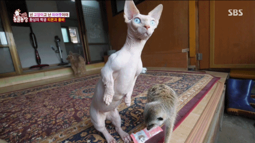 고양이가 주변환경의 학습을 통해 배운다는 증거😸 | 인스티즈