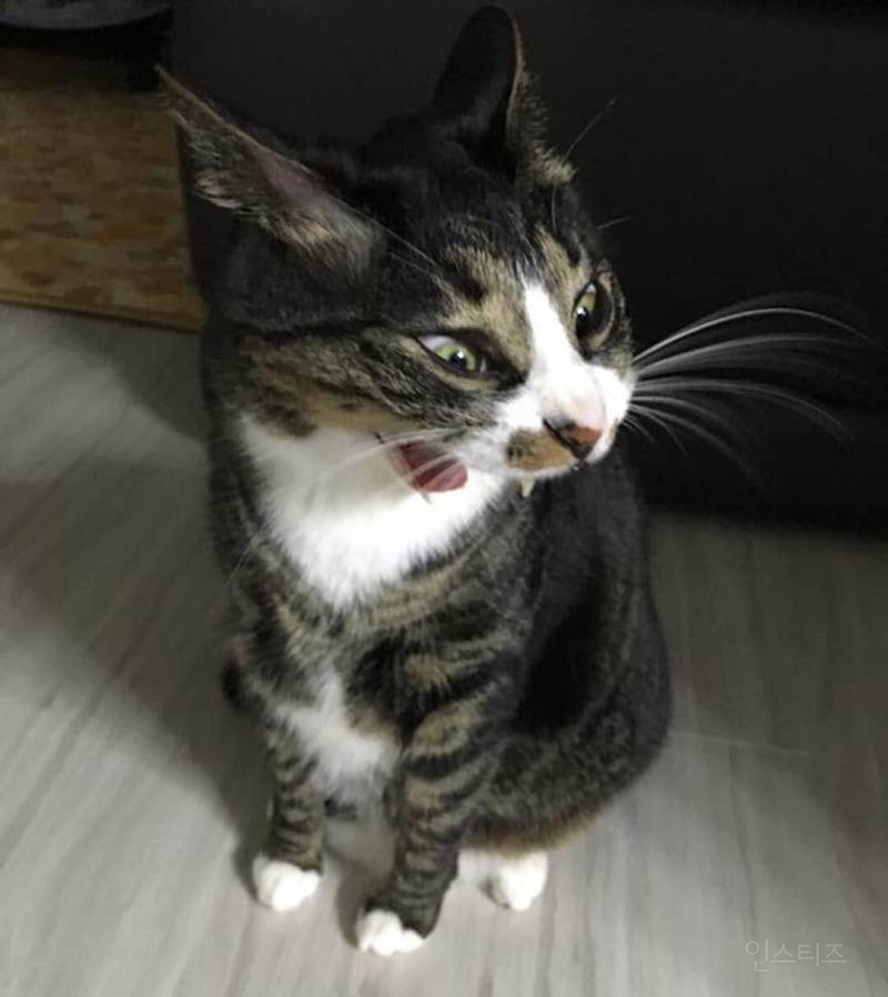 한국 민화의 위대함ㅋㅋㅋㅋㅋㅋㅋ | 인스티즈