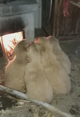 방탄 예능 카테고리가 힐링인 이유.gif | 인스티즈