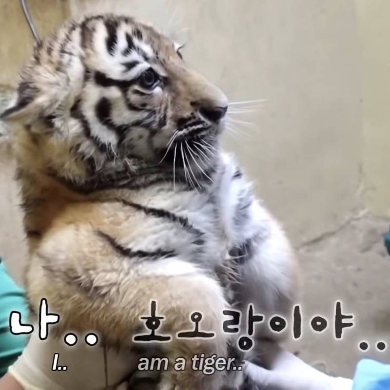 나는 내가 스무디에 얼음빼고 달라고 해봤어!!!! | 인스티즈