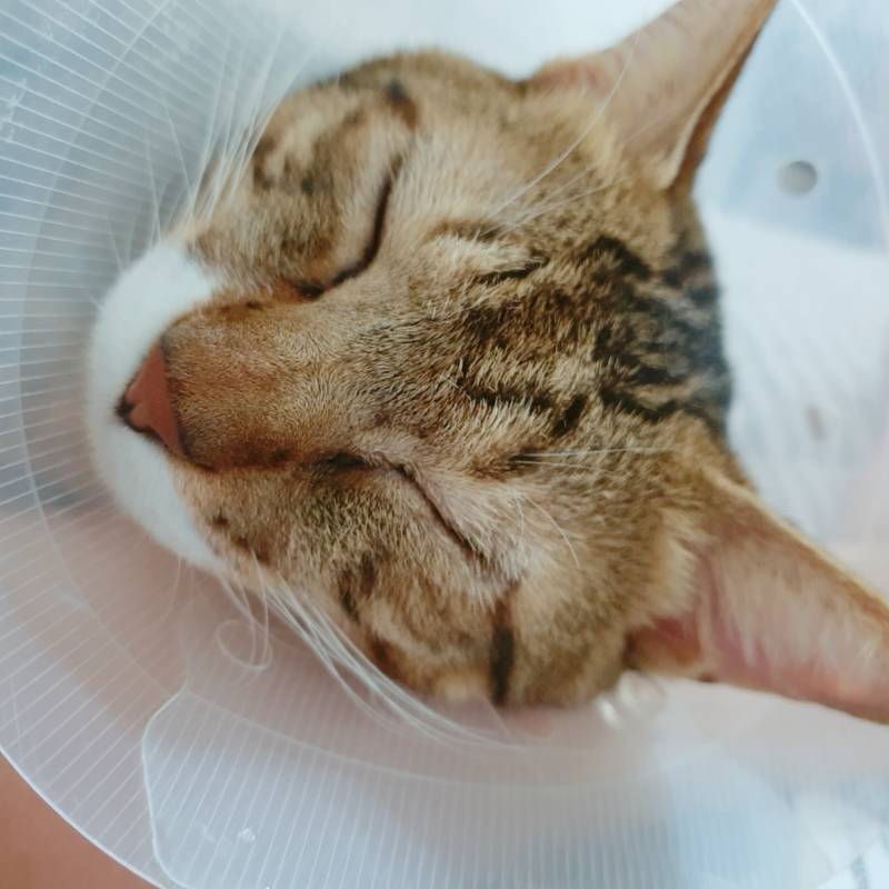 나 오늘 뮤지컬보러 가기로 했는데 울애기 아파서 못감ㅠㅠ | 인스티즈