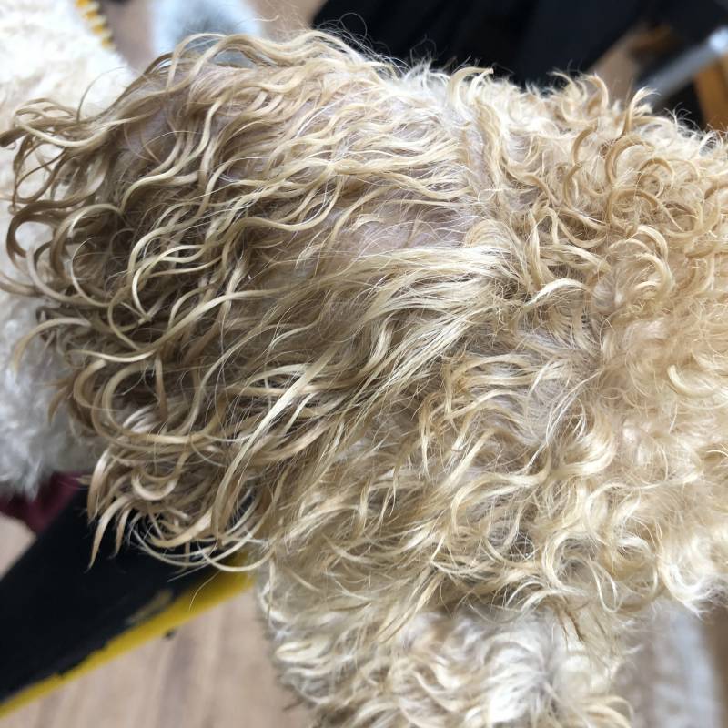 강아지강 산책중에 비가 엄청왔는데 그냥 걸었어 | 인스티즈