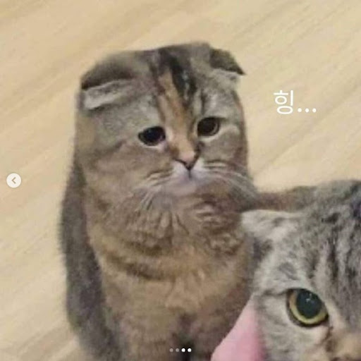 조승연 이 시무룩한 아기고양이 표정 뭐냐고 | 인스티즈