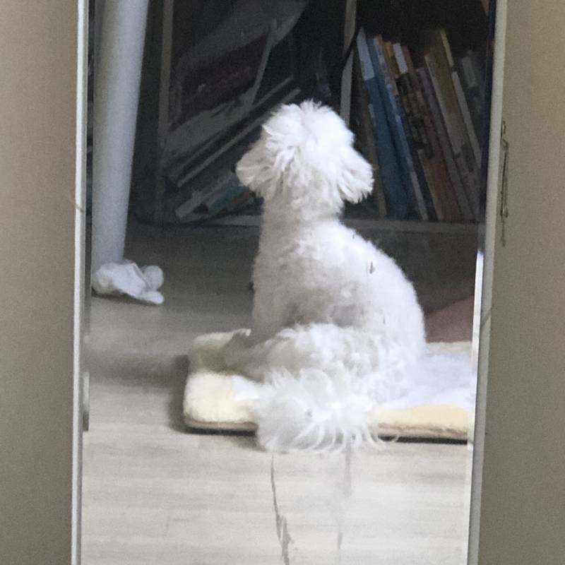 울 멍멍이 나 쳐다보는거봐 !!!!! 주의 !!!!!! | 인스티즈