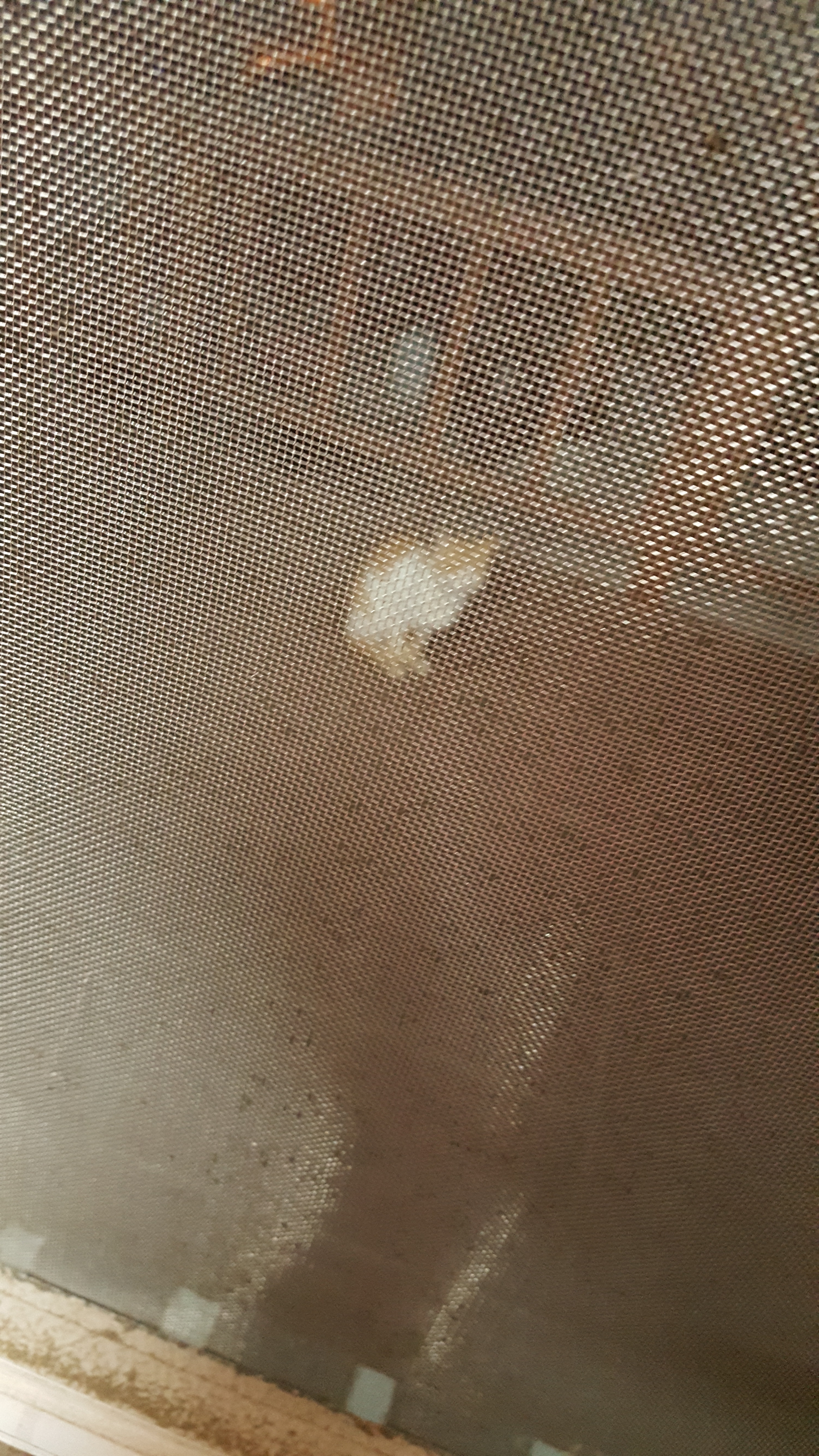 시골집에서 누워있는데 방문한 손님 | 인스티즈