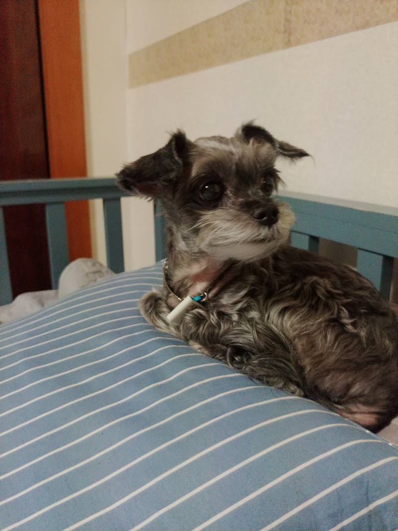 울집개 믹스견인데 뭐랑 뭐섞인것같아?? | 인스티즈