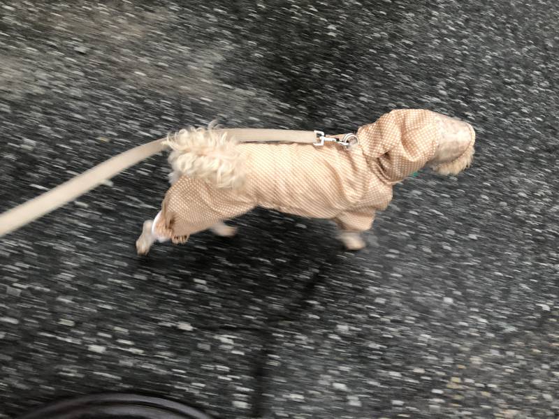 강아지 우비 입혀서 산책했다 | 인스티즈