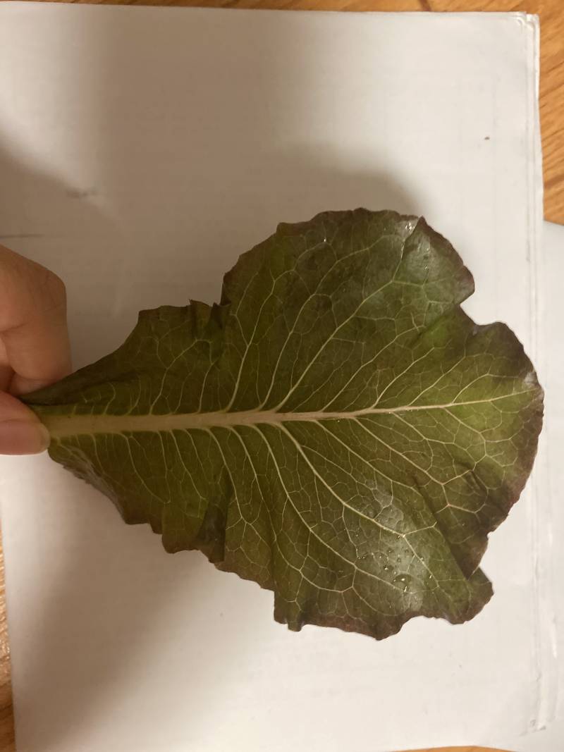 이 쌈채소 이름 뭔지 아는 익 ㅠㅠ | 인스티즈