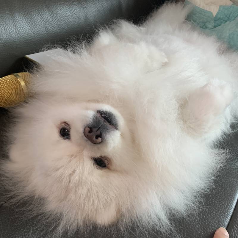 우리 집 호빵 키운다!! 너네 호빵 키우는 사람 본 적 이ㅛ어?! 4040 | 인스티즈