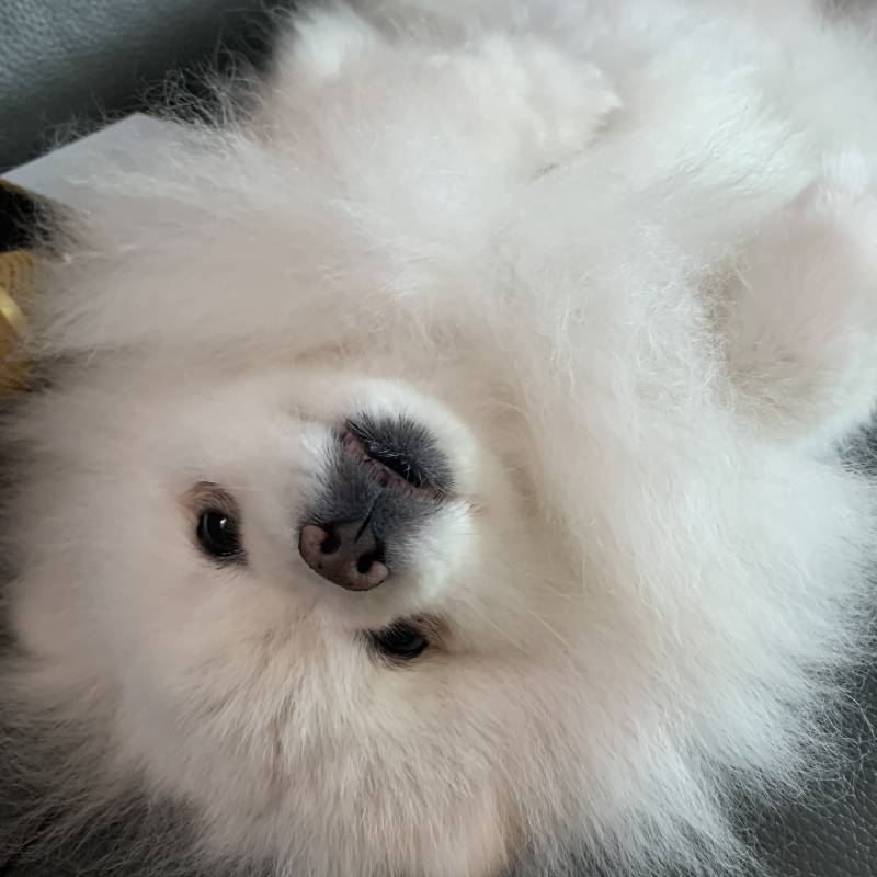 우리 집 호빵 키운다!! 너네 호빵 키우는 사람 본 적 이ㅛ어?! 4040 | 인스티즈