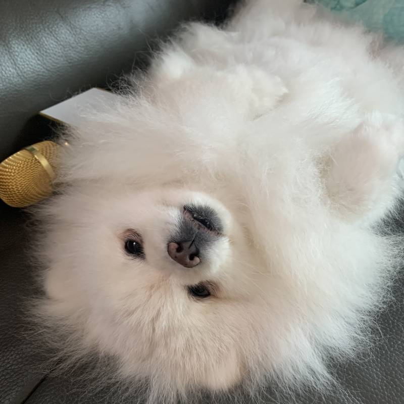 우리 집 호빵 키운다!! 너네 호빵 키우는 사람 본 적 이ㅛ어?! 4040 | 인스티즈