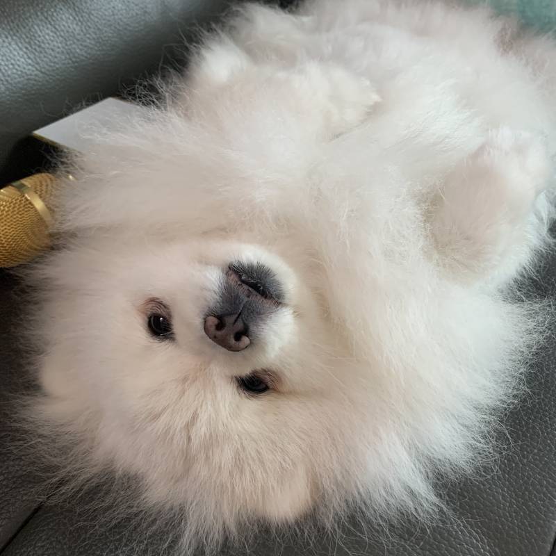 우리 집 호빵 키운다!! 너네 호빵 키우는 사람 본 적 이ㅛ어?! 4040 | 인스티즈