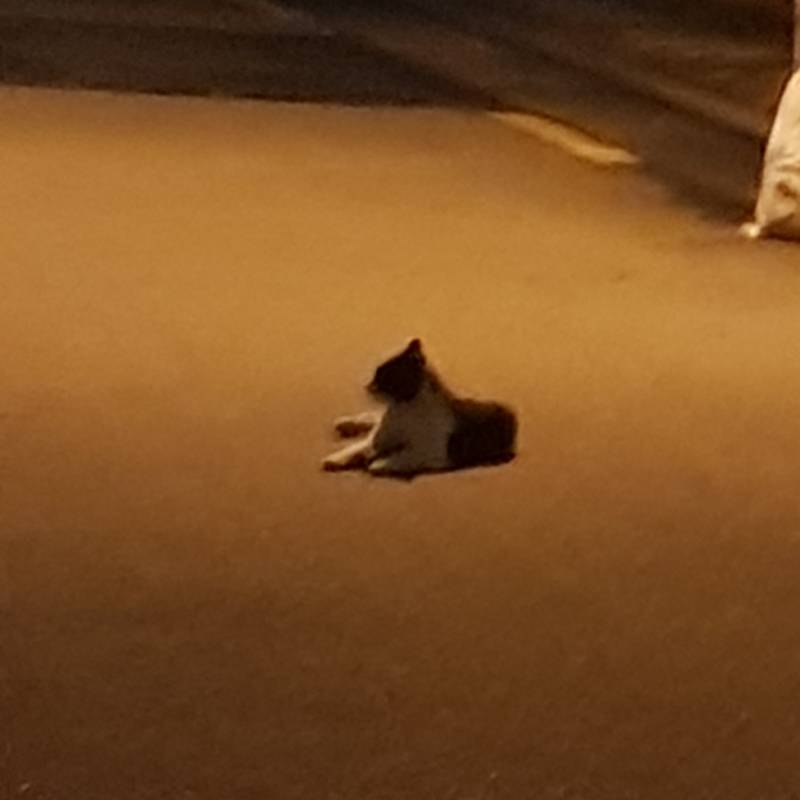 아까 새벽에 편의점가는데 도로에 큰 물체가있어사보니까 | 인스티즈