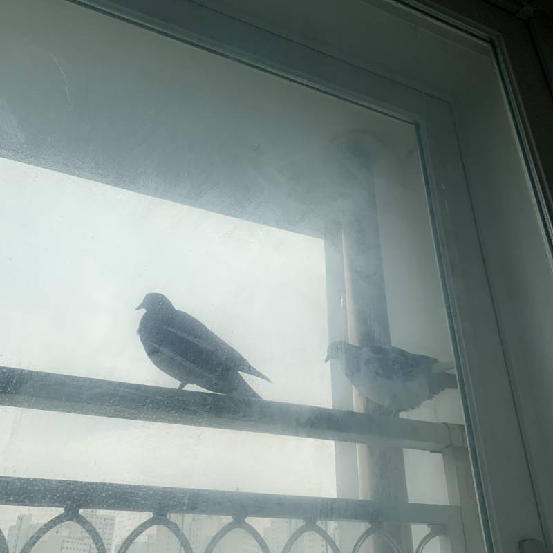 내 방 베란다에 새들이 앉아있어 | 인스티즈