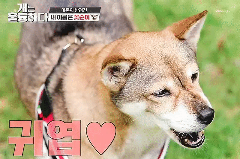 내 이름은 꽃순이 🌸 | 인스티즈