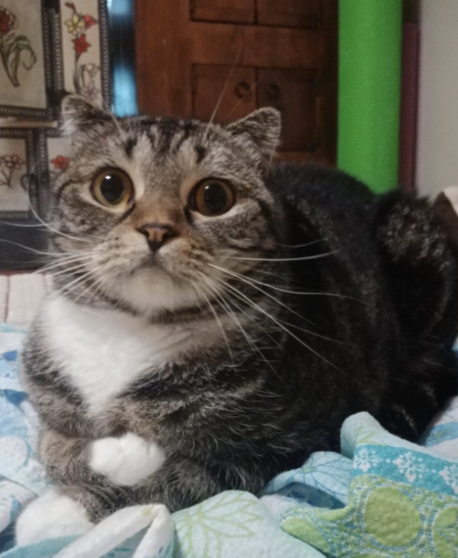 온앤오프 이션 고양이봐.. 아띠 너무귀여워서 기절 | 인스티즈