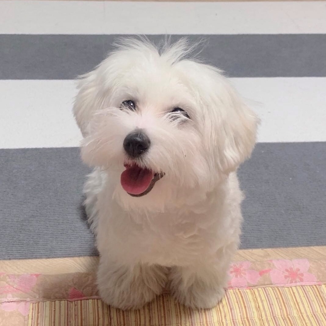 에스쿱스 고구마 진짜 좋아하나봐...제일 좋아하는 피자 고구마피자, 제일 좋아하는 케이크 고구마케이크 그리고 | 인스티즈