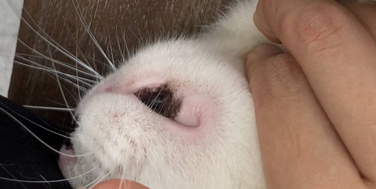 고양이 잘알 익들아ㅜㅜㅜ급해 고양이 입속에 검은 혹? 같은 게 있어(사진있음 | 인스티즈
