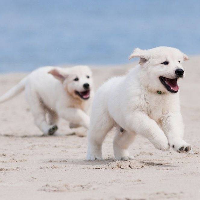 [OnAir] 재환아 너는 진돗개가 아니라... 아가 시고르자브종이란다.... | 인스티즈