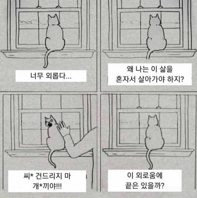 고양이가 항상 외로운 이유 | 인스티즈