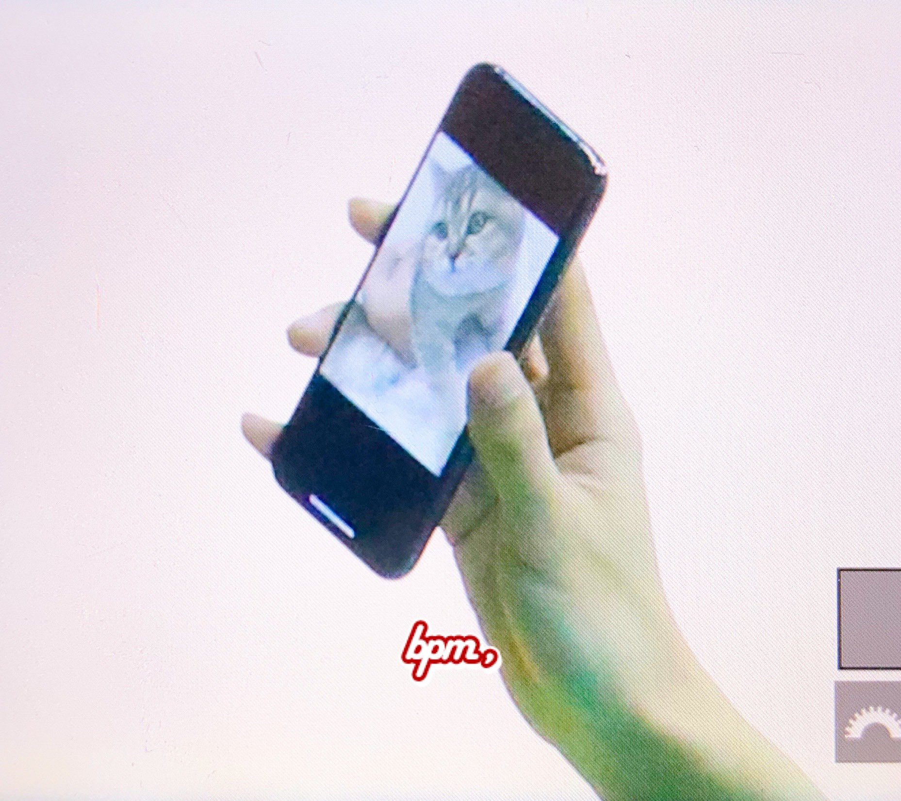 이 고앵이 엄청 귀엽지?🥺(모에화 아니고 찐 고앵이) | 인스티즈