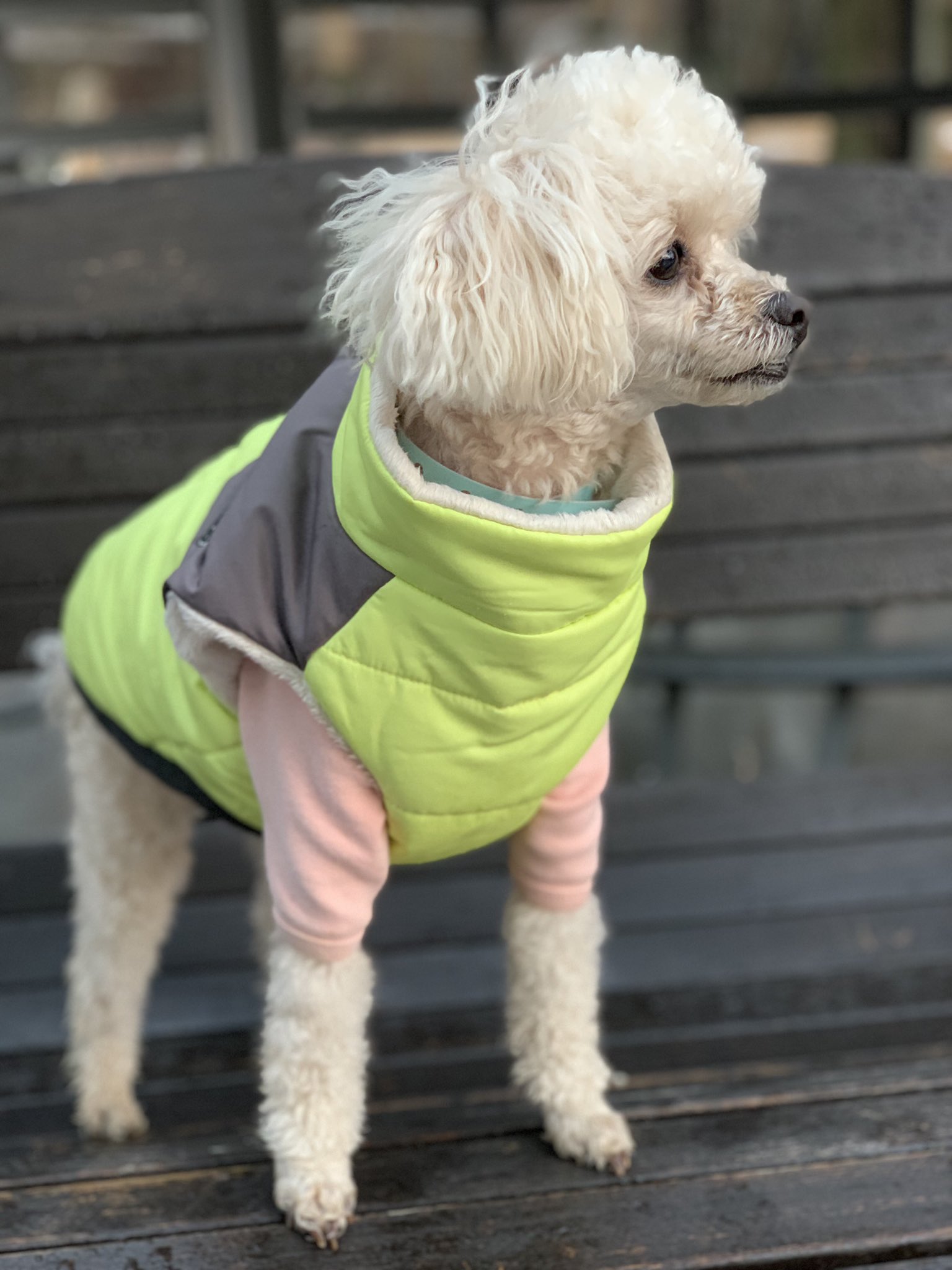 다롱이 보리 모리 볼트 보고싶다 | 인스티즈