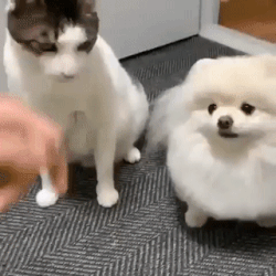 고양이 vs 댕댕이.gif | 인스티즈