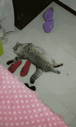 고양이같은 돌 있니 | 인스티즈