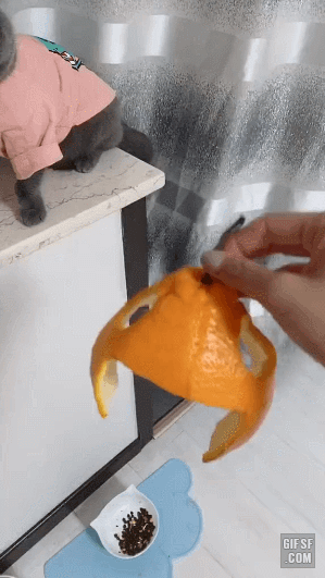 고양이같은 돌 있니 | 인스티즈